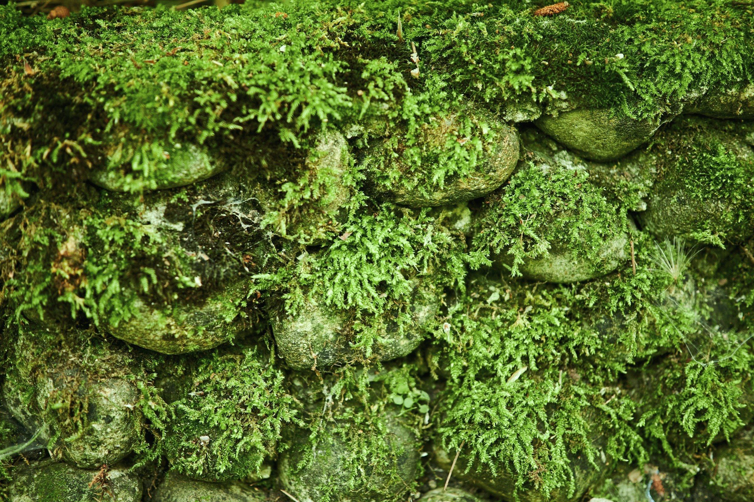 Hand-set granite slabs stepping down between mossed stone shoulders.