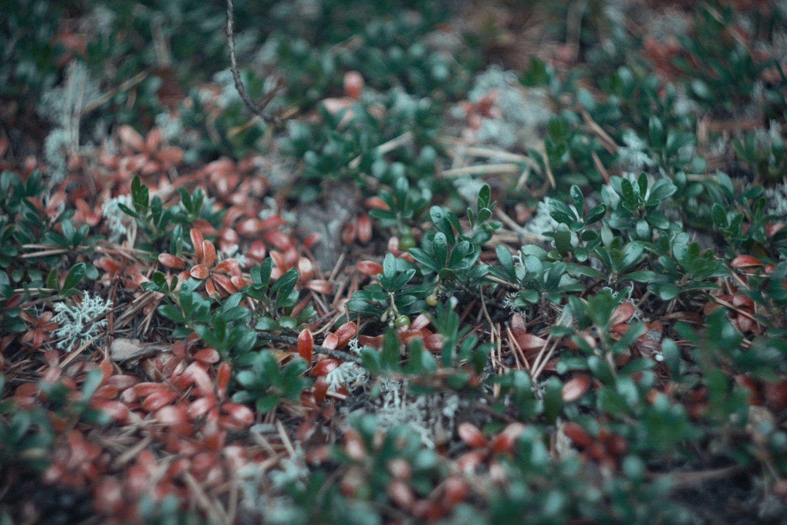 A dense evergreen mat of small leaves studded with red kinnikinnick berries.