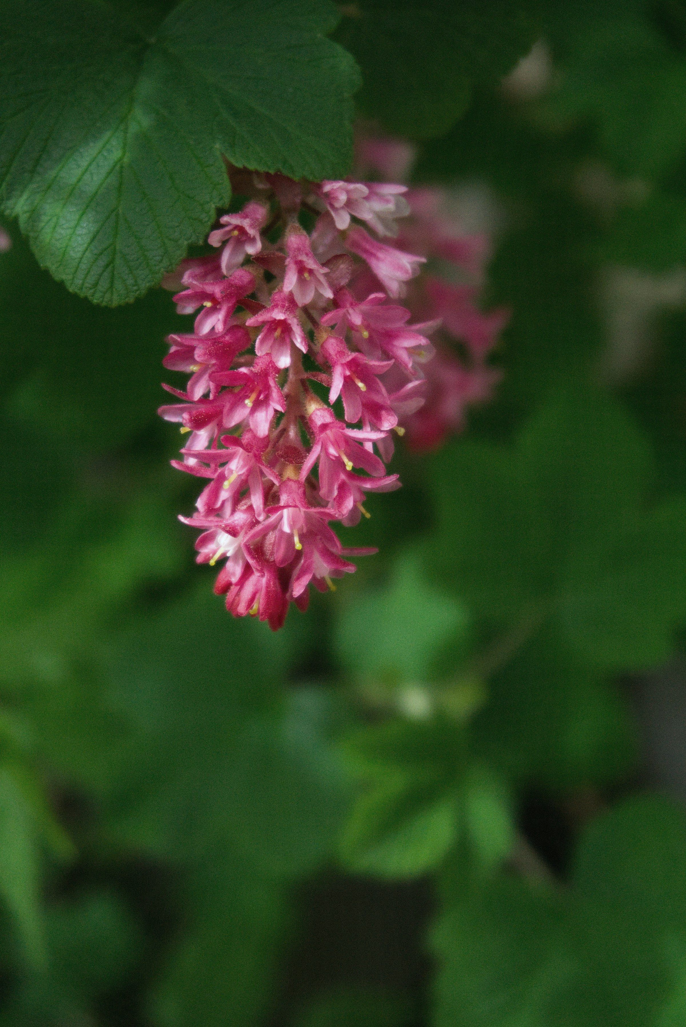 A pendulous pink raceme of red-flowering currant hanging over lobed green leaves.