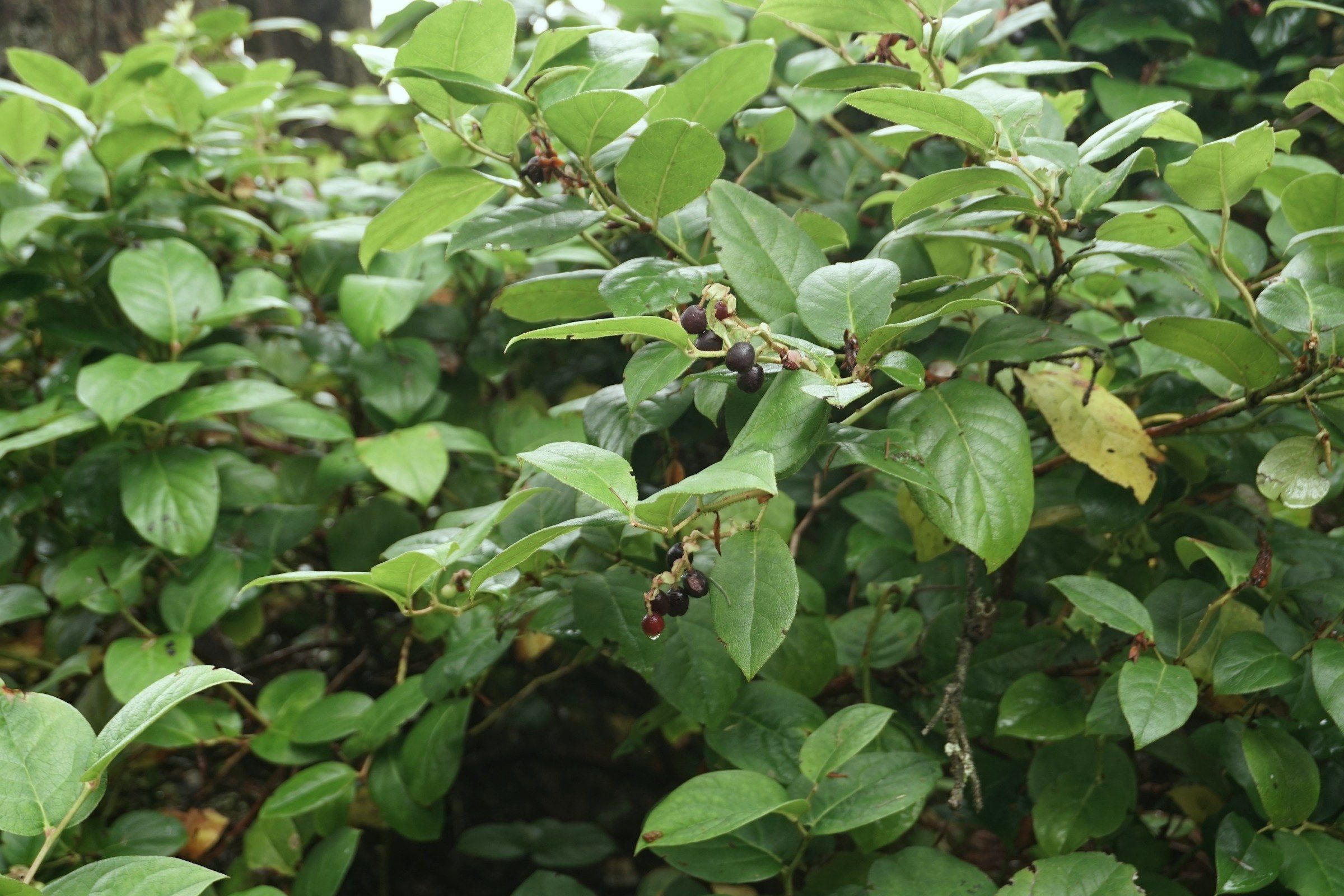 A dense salal thicket of thick, glossy oval leaves carrying small clusters of ripening blue-black berries.