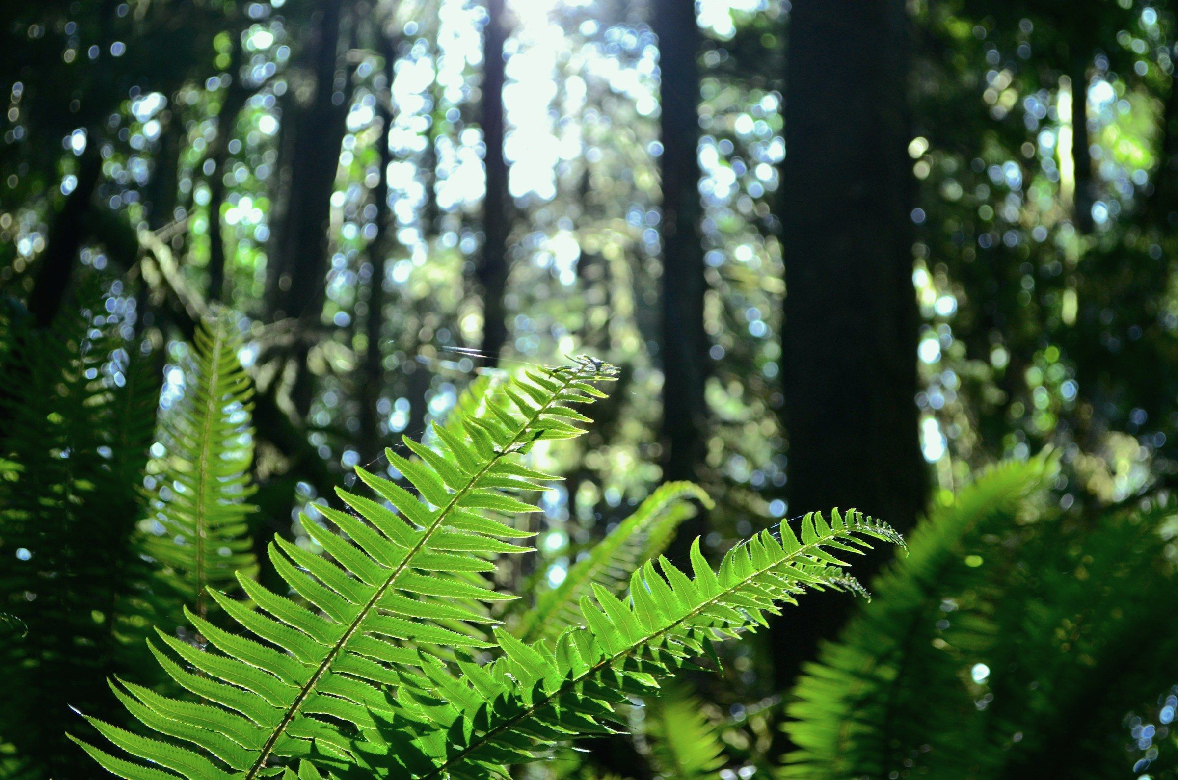 Sword fern fronds arching in the filtered light beneath tall conifers.