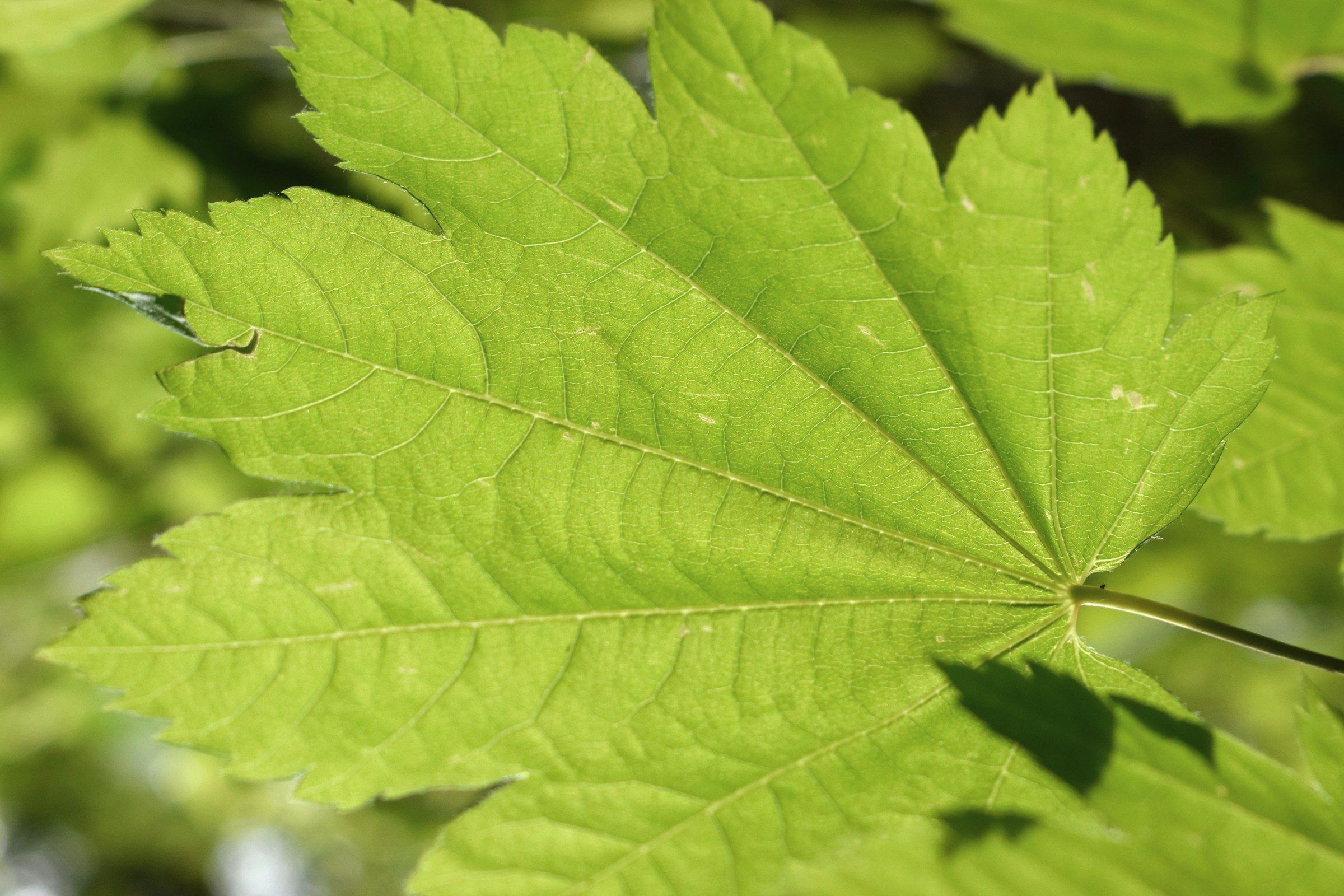 A near-circular vine maple leaf lit from behind, nine shallow toothed lobes fanning from a single point.