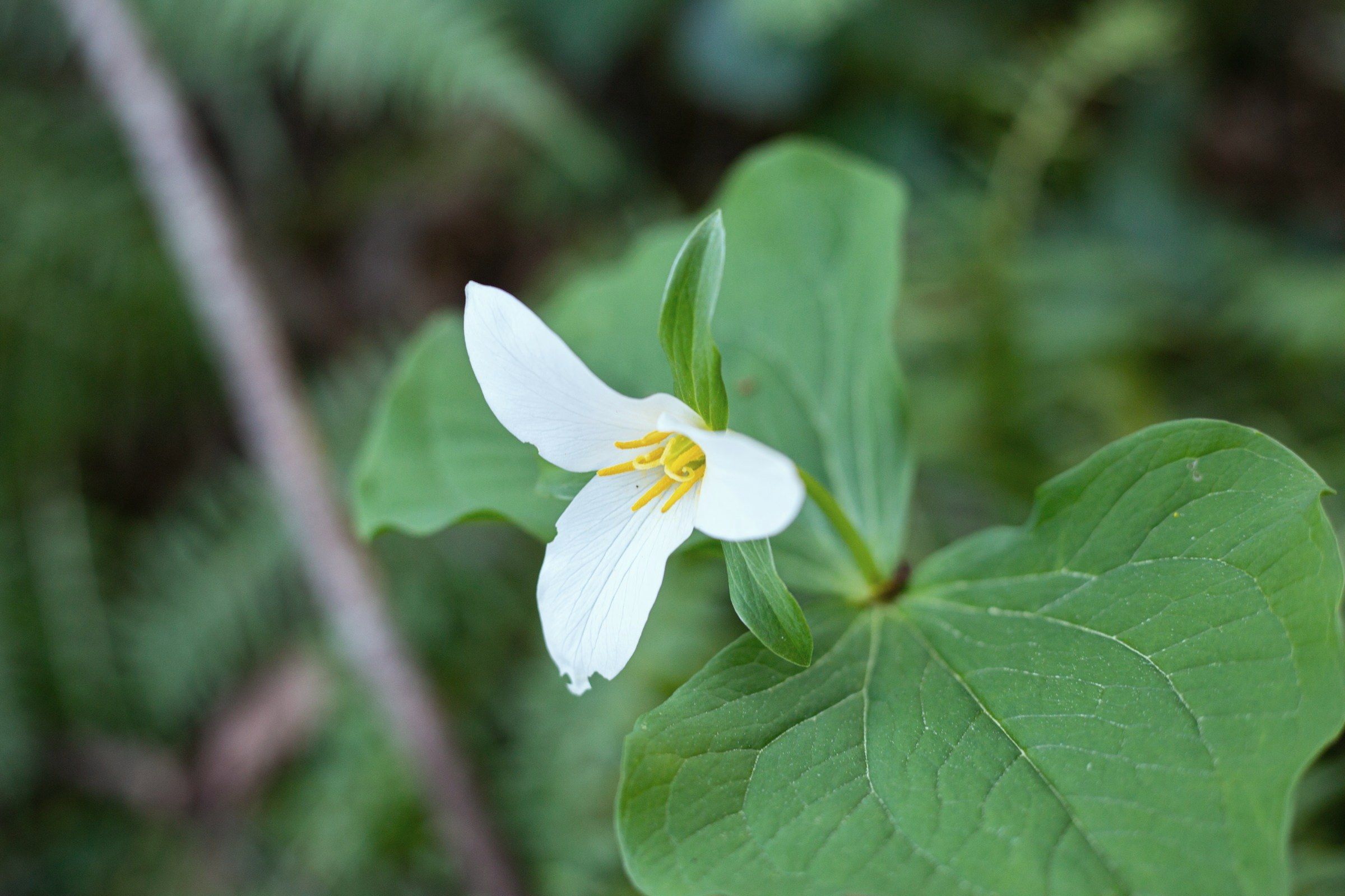 A western trillium in bloom, three narrow white petals opening above three broad green bracts, sword ferns behind.