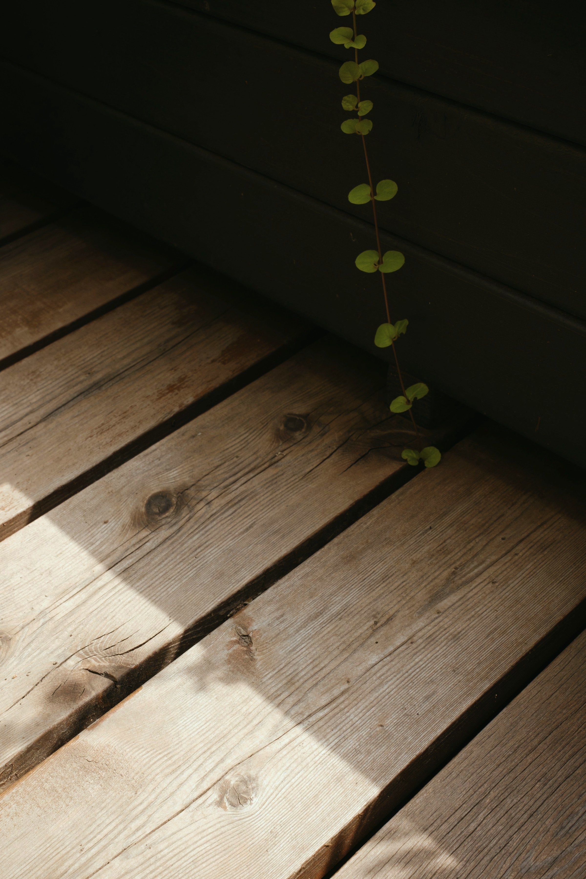 A single trailing stem falling from the dark boards of a deep timber planter onto silvered decking.