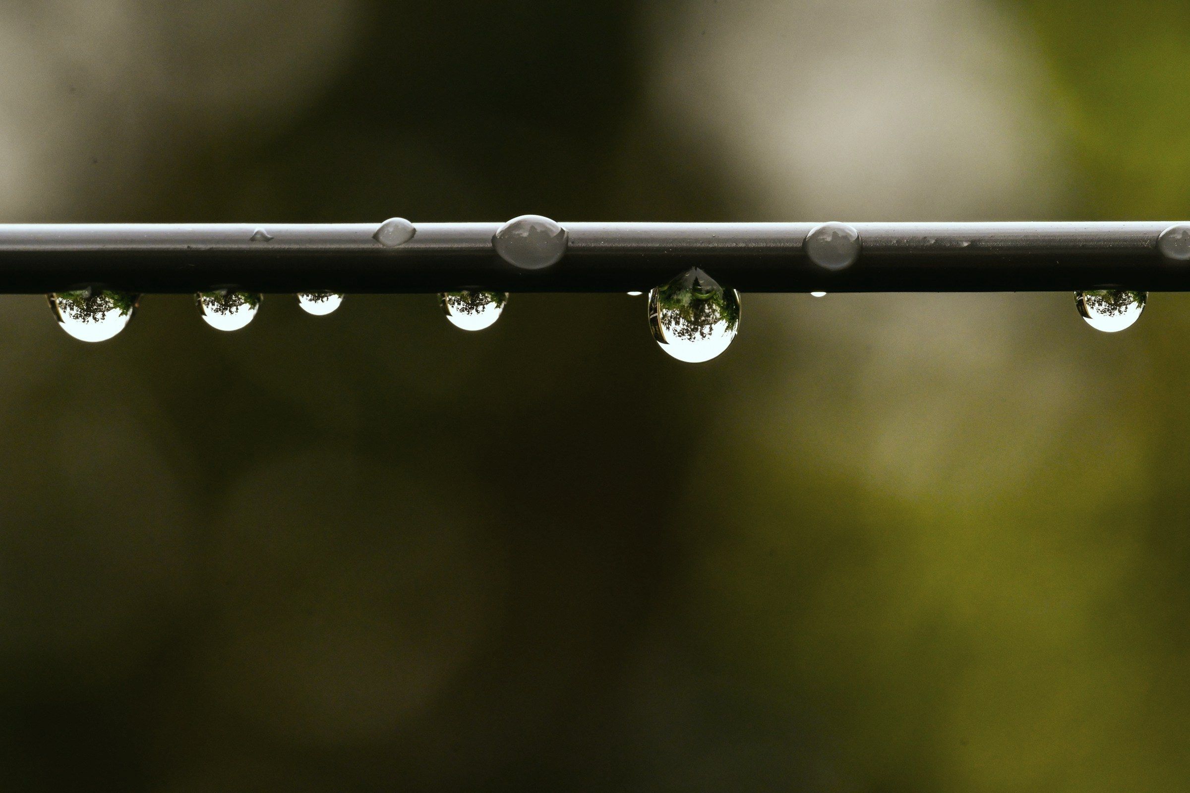Water beading along a slim irrigation line strung above the planting.