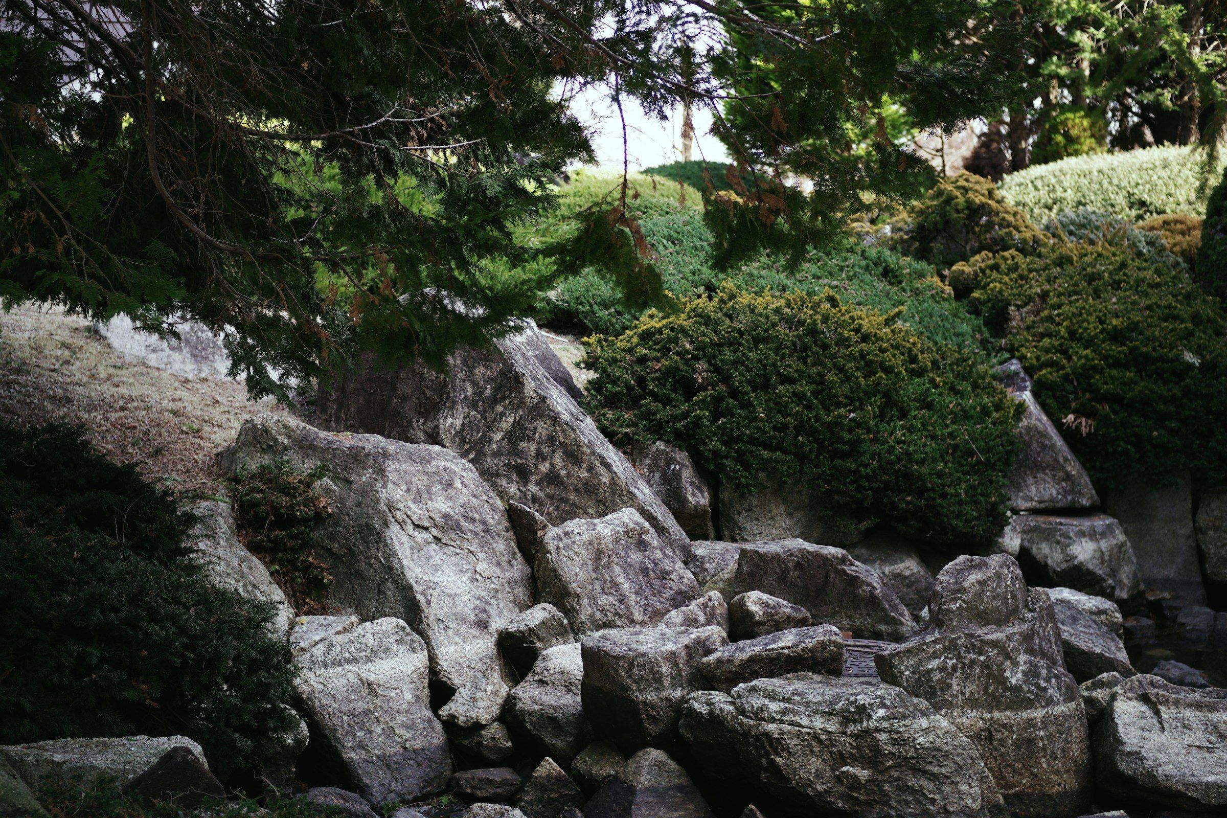 Granite boulders banked down a slope under a conifer, low evergreen planting spilling over the stone above them.