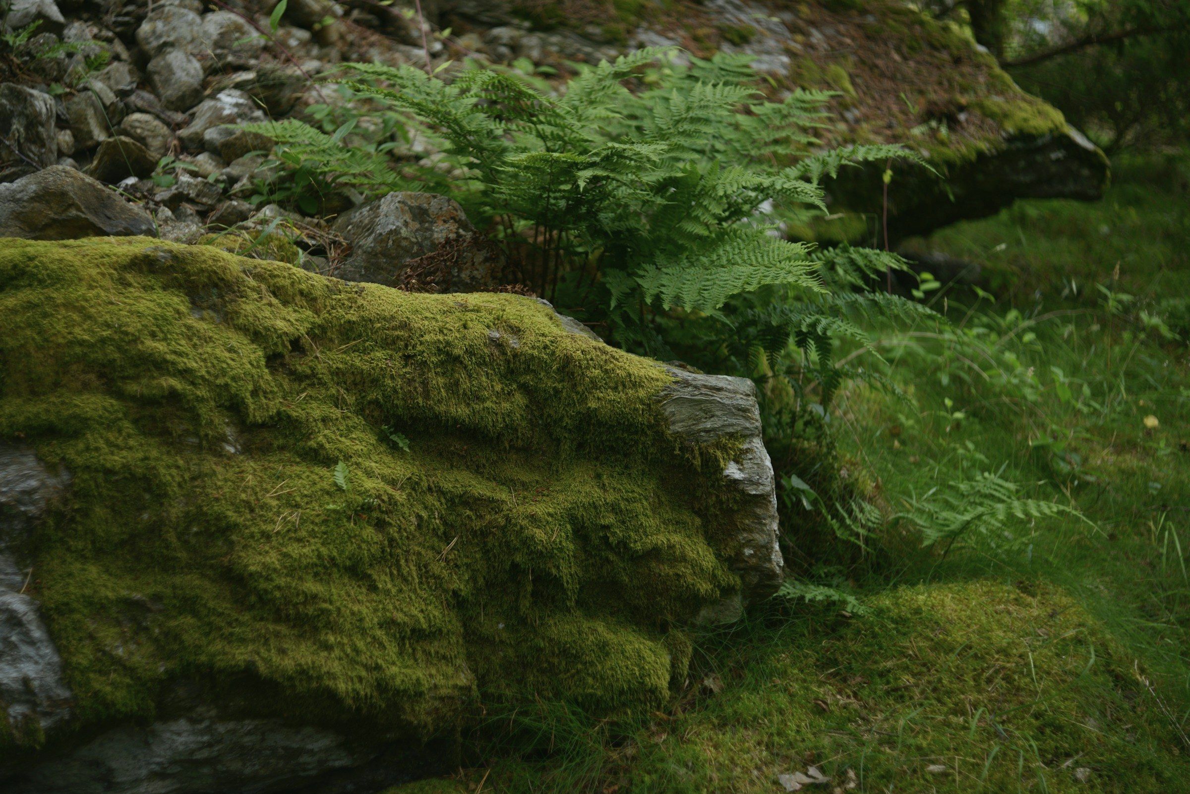A moss-covered boulder at the edge of the planting, ferns standing behind it in the grass.