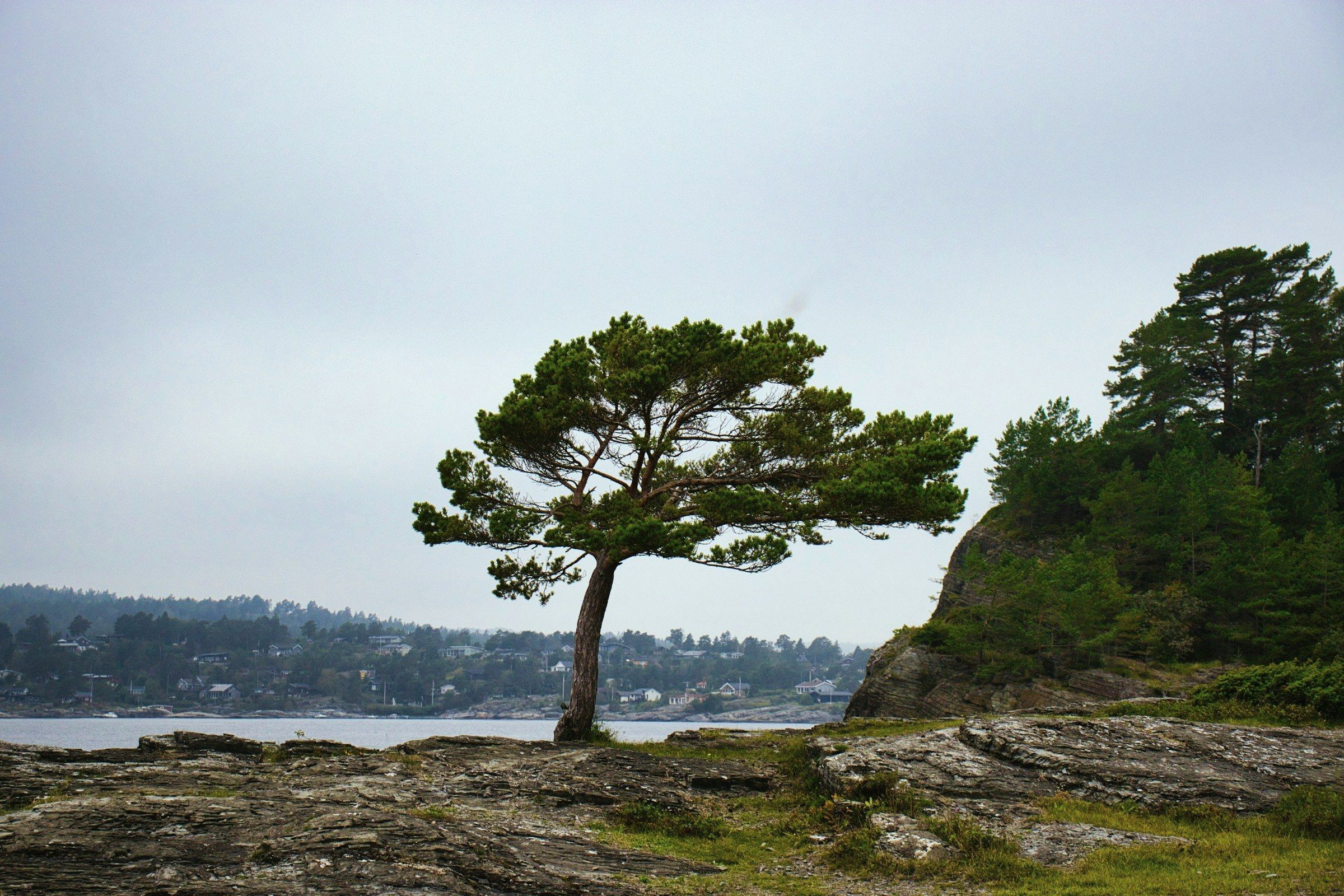 A pine on the bare rock above the water, its crown flattened by the wind, conifer forest closing in behind.