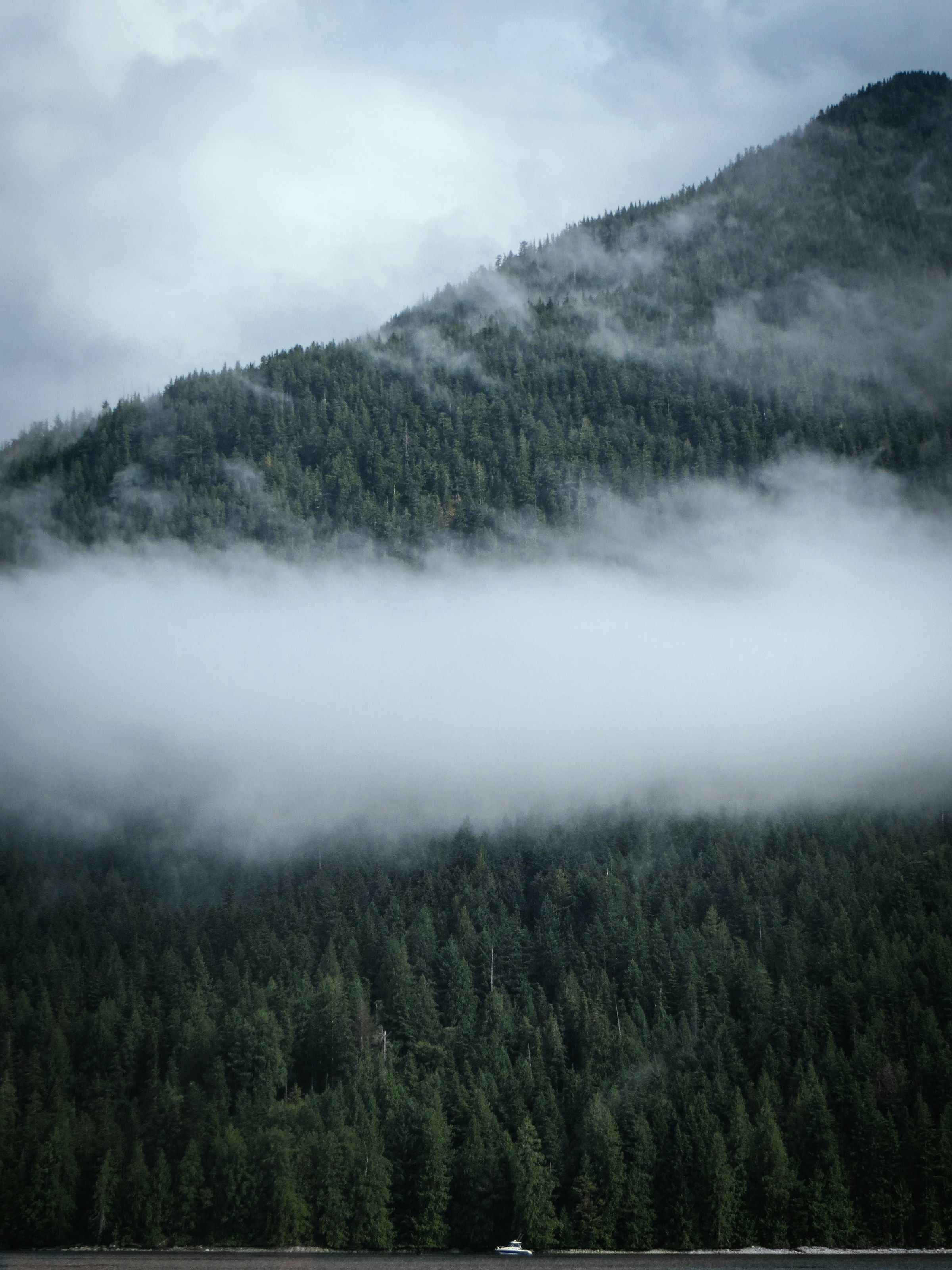 A conifer slope dropping to the water of the inlet, low cloud caught halfway down the trees.
