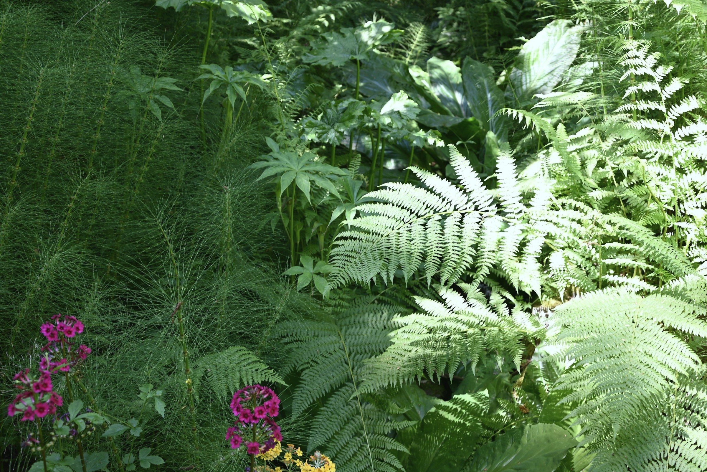 Layered shade planting in drifts — horsetail, fern fronds and broad-leaved perennials reading as one composition.