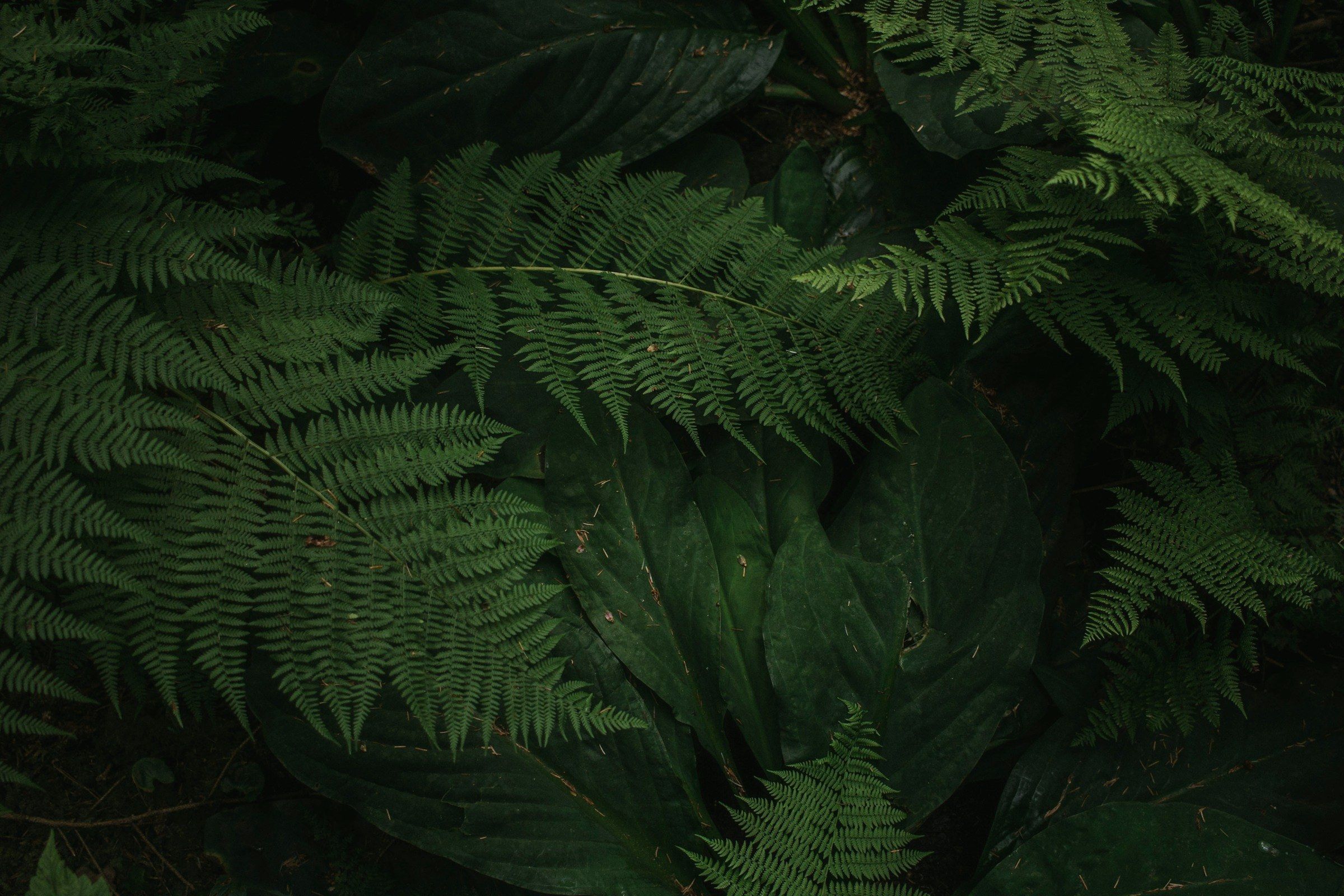 Overlapping drifts of fern and broad-leaved understory planting in deep shade.