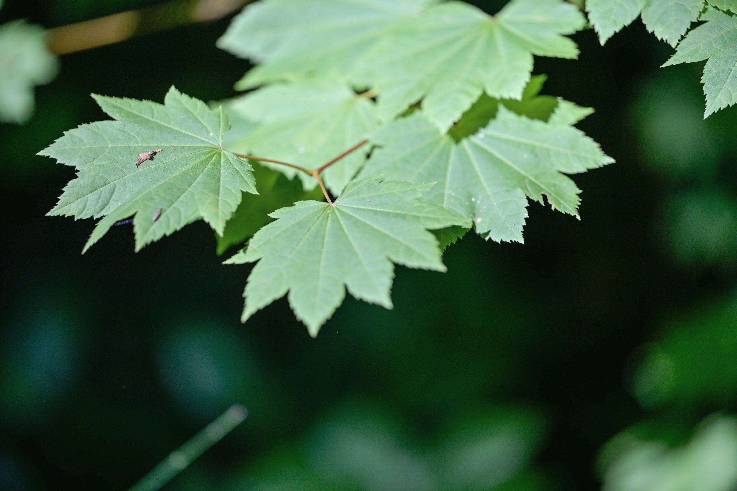 Vine maple leaves on a red-stemmed branch, their shallow evenly toothed lobes fanning open against a dark understory.