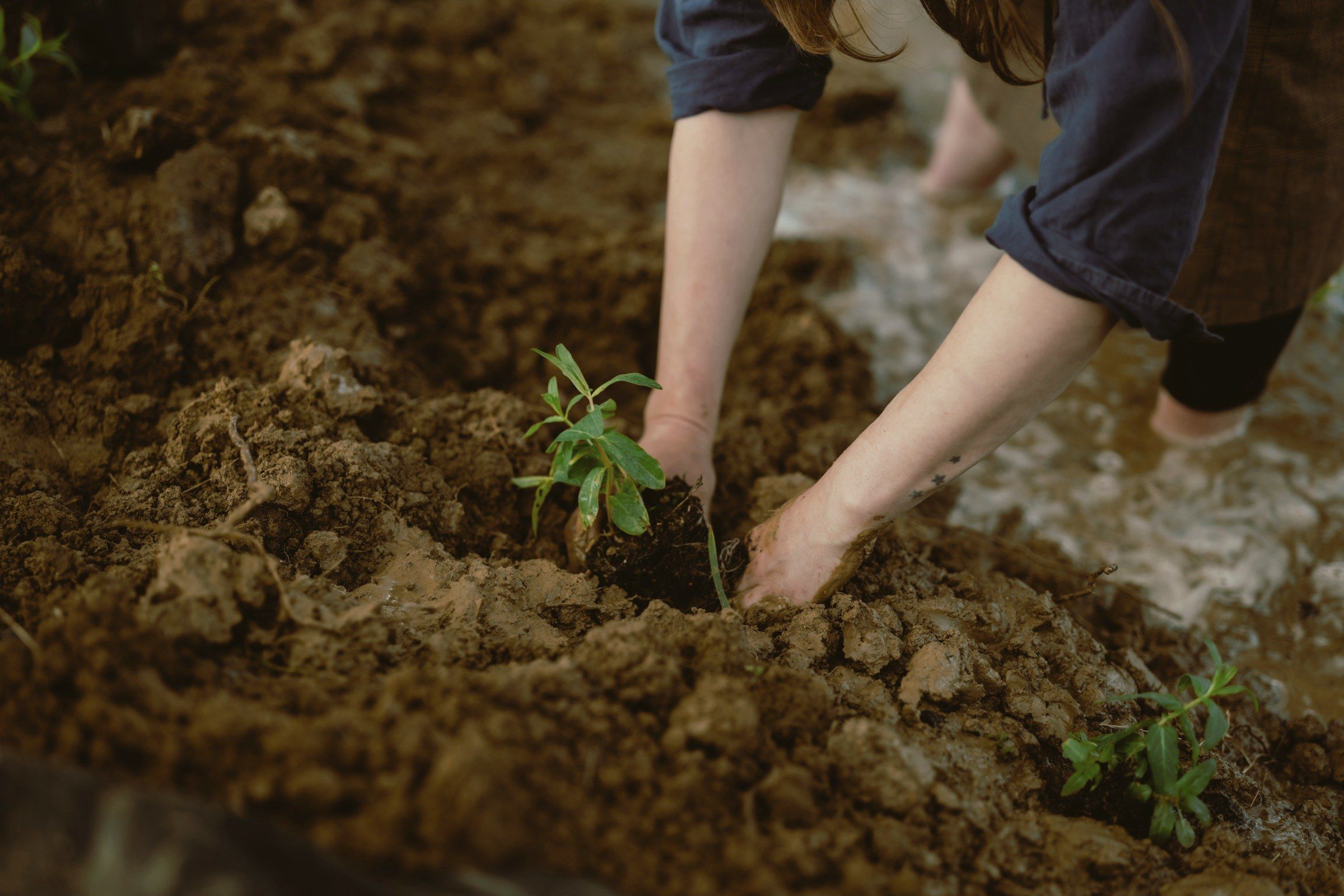 Two pairs of hands setting a small plant into wet ground, rain standing in the soil behind them.